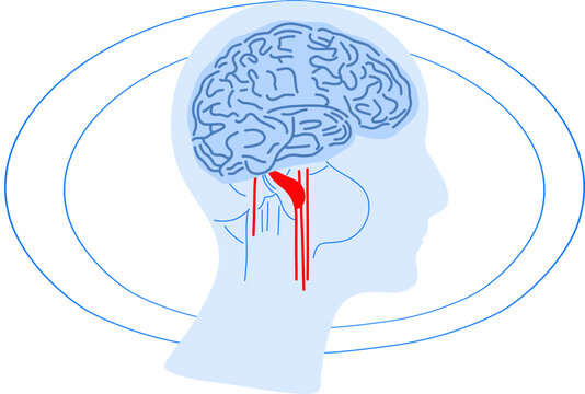 Brain as computer system