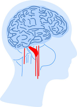 Brain as computer system