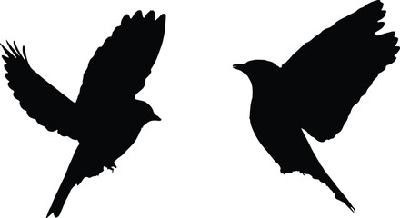 Eastern bluebird in flight