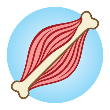 Icons pictogram muscle and bone, joint health, colorful. Ideal for informative and educational materials