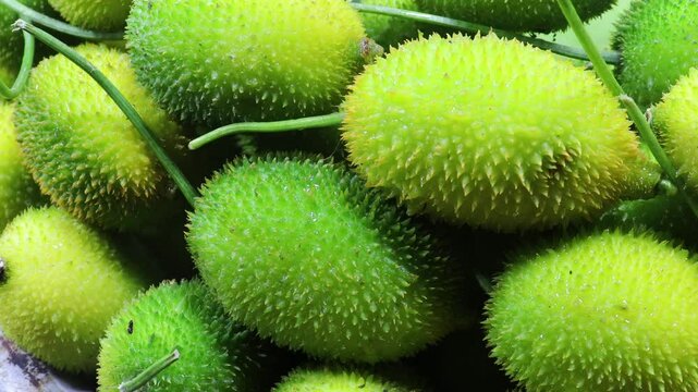 Spine gourd. Kantola. Fresh organic teasle gourd from farm close up. 
