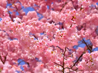 Japanische Kirschbl&uuml;te in voller Pracht