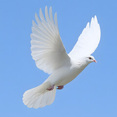 Obraz premium dove flaying in blue sky
