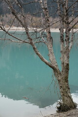 tree in the water