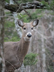 Whitetailed Deer on a Cold Midwestern Morning