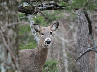 Whitetailed Deer on a Cold Midwestern Morning