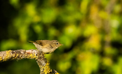 Tjiftjaf bird in a forest in Holland