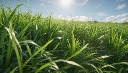 Obraz premium Lush green grass blades sway gently in the breeze, serene background, outdoor scene, fields