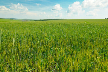 Green wheat field and blue sky.