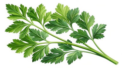 Fototapeta premium Fresh Green Parsley Sprig Isolated on White Background