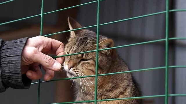 Stray cat in an animal shelter.Cat in shelter waiting for adoption.Homeless animals.