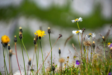 landscape in the mountains