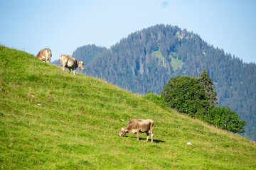 landscape in the mountains