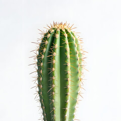 Fototapeta premium cactus in white background