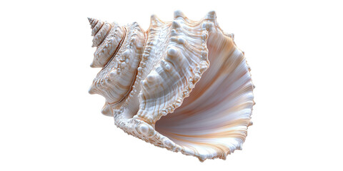 Fototapeta premium Conch shell spiral seashell isolated on transparent background