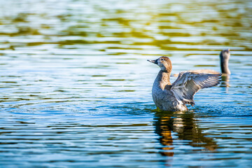 羽ばたくホシハジロ