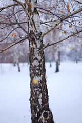 Birch tree in the snow