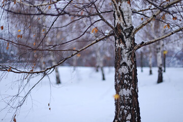 Birch tree in the snow