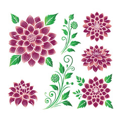 A Dahlia flowers vector set on a white background