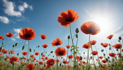 Fototapeta premium Sun-drenched poppies swaying gently, blue sky , poppies, flowers, landscape