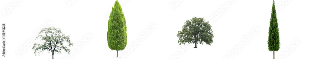 Aufkleber A green tree, isolated on a transparent background with a clipping path and alpha channel, intended for both printing and web use, symbolizing summer forest and foliage.