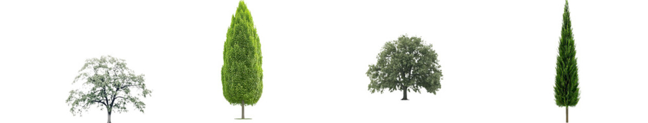 A green tree, isolated on a transparent background with a clipping path and alpha channel, intended for both printing and web use, symbolizing summer forest and foliage.