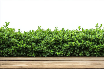 Obraz premium Selective focus green bush wall in garden isolated on white background, Landscape view of bush plant for decorative in backyard garden with wooden table on white.