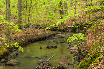 River in the forest of Bornholm - beautiful green natural wild forest in island of Denmark