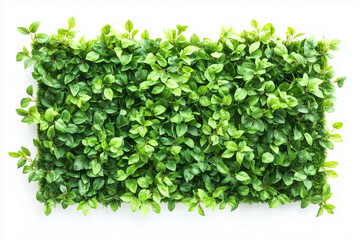Obraz premium Selective focus green bush wall in garden isolated on white background, Landscape view of bush plant for decorative in backyard garden on white.