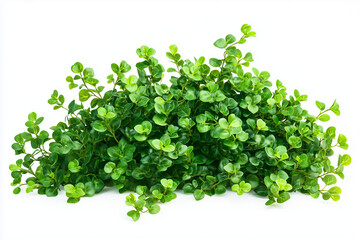 Obraz premium Selective focus green bush wall in garden isolated on white background, Landscape view of bush plant for decorative in backyard garden on white.