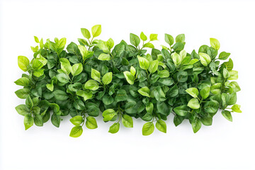 Obraz premium Selective focus green bush wall in garden isolated on white background, Landscape view of bush plant for decorative in backyard garden on white.