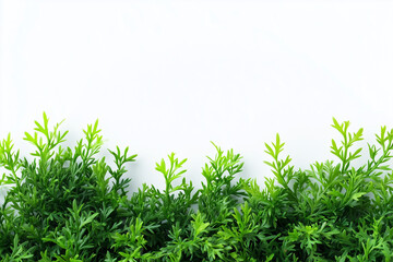 Obraz premium Selective focus green bush wall in garden isolated on white background, Landscape view of bush plant for decorative in backyard garden on white.