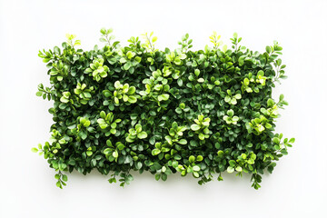 Naklejka premium Selective focus geometry shape bush wall isolated on white background, Square shape green bush in backyard garden decorative.