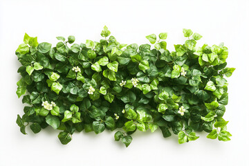 Obraz premium Selective focus geometry shape bush wall isolated on white background, Square shape green bush in backyard garden decorative.