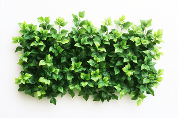Naklejka premium Selective focus geometry shape bush wall isolated on white background, Square shape green bush in backyard garden decorative.