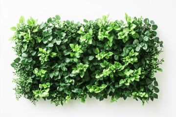 Obraz premium Selective focus geometry shape bush wall isolated on white background, Square shape green bush in backyard garden decorative.