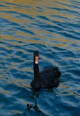 Fototapeta premium black swan on the lake, black swan on the water, river