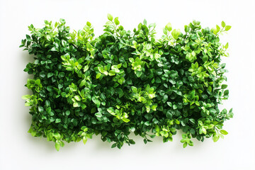 Fototapeta premium Selective focus geometry shape bush wall isolated on white background, Square shape green bush in backyard garden decorative.