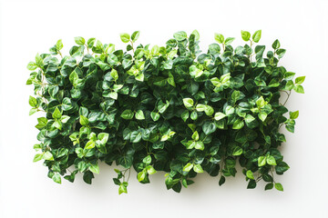 Fototapeta premium Selective focus green bush wall and ivy in garden isolated on white background, Landscape view of bush plant and wines for decorative in backyard garden on white.
