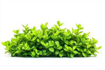 Obraz premium Selective focus green bush wall and ivy in garden isolated on white background, Landscape view of bush plant and wines for decorative in backyard garden on white.