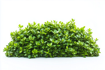 Obraz premium Selective focus green bush wall and ivy in garden isolated on white background, Landscape view of bush plant and wines for decorative in backyard garden on white.