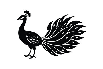 peacock isolated on white