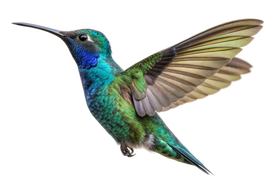 hummingbird on white background