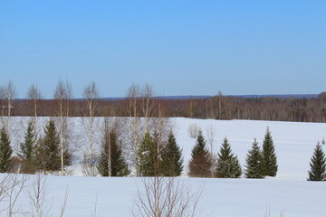 forests of northeastern Europe in early spring
