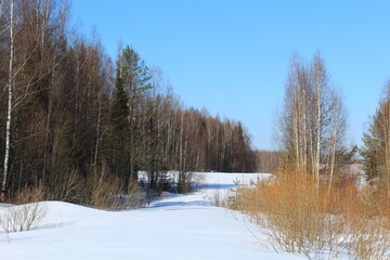 forests of northeastern Europe in early spring