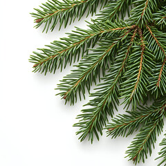close-up pine leaf in white background