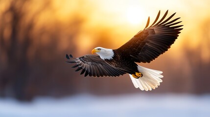 Obraz premium Magnificent bald eagle in flight, a symbol of freedom and power majestic