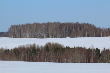 forests of northeastern Europe in early spring