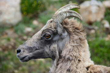Closeup of Colorado Rocky Mountain Young Ewe Bighorn Sheep