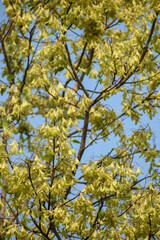 Delicate new Sal (Shorea robusta) flowers blooming on tree branches, set against a vibrant green forest background. Perfect for themes of nature, biodiversity, and seasonal beauty.